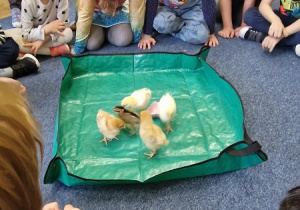 Dzieci biorą udział w warsztatach wielkanocnych z kurczaczkami.